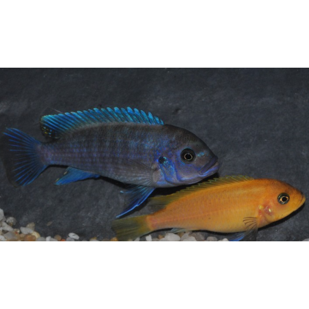 Metriaclima estherae, mâle et femelle O (zebra rouge)  4-4,5 cm