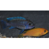 Metriaclima estherae, mâle et femelle O (zebra rouge)  4-4,5 cm
