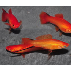 Xiphophorus helleri (Xipho) rouge 4-4,5 cm
