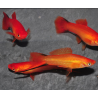 Xiphophorus helleri (Xipho) rouge 4-4,5 cm