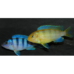 Metriaclima lombardoi, Mbenji Island 4-4,5 cm
