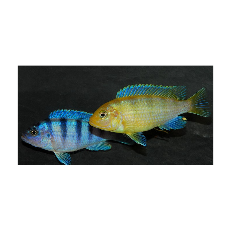 Metriaclima lombardoi, Mbenji Island  3,5 cm