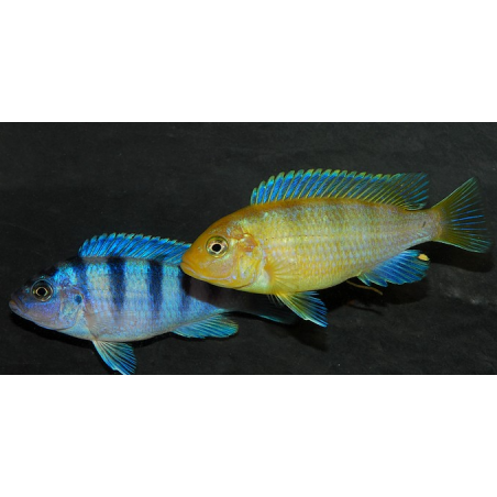 Metriaclima lombardoi, Mbenji Island  3,5 cm