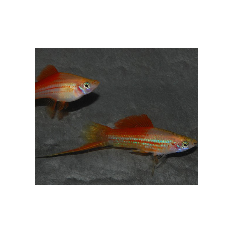 Xiphophorus helleri (Xipho) ananas 3,5 cm