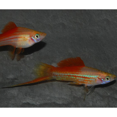 Xiphophorus helleri (Xipho) ananas 4-4,5 cm