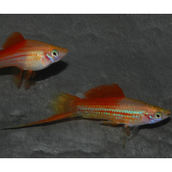 Xiphophorus helleri (Xipho) ananas 5-5,5 cm