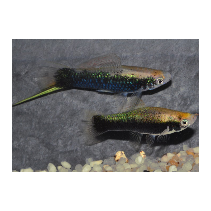 Xiphophorus helleri (Xipho) jaune tuxedo 4-4,5 cm