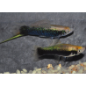 Xiphophorus helleri (Xipho) jaune tuxedo 4-4,5 cm