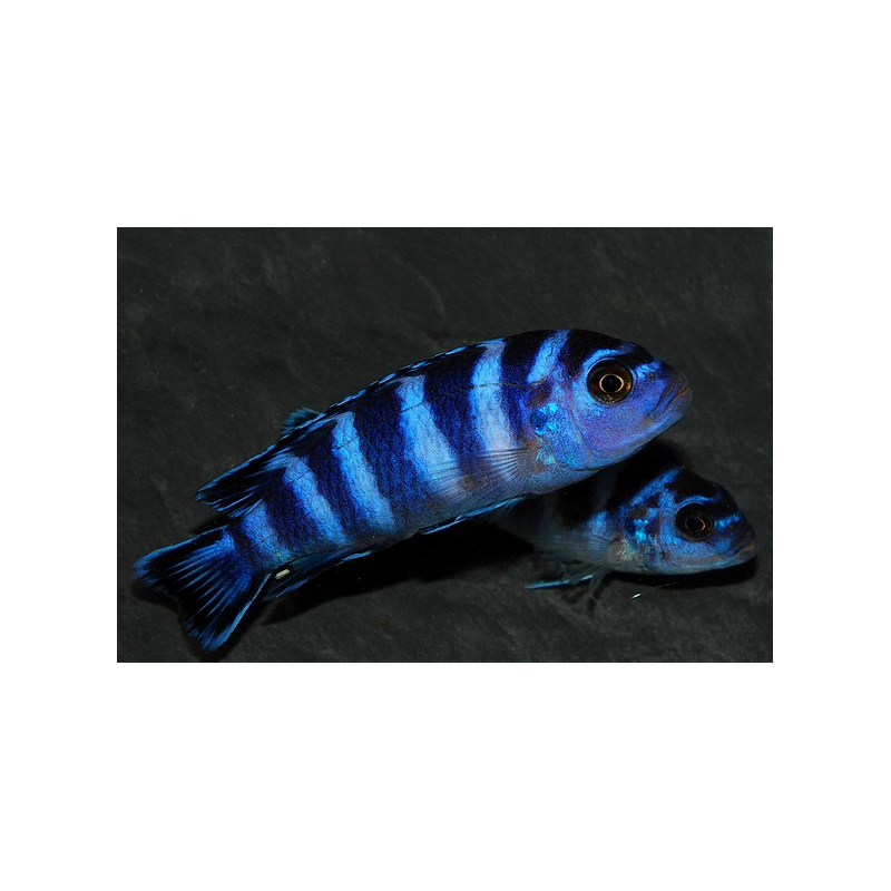 Pseudotropheus demasoni, Pombo rocks 4-4,5 cm