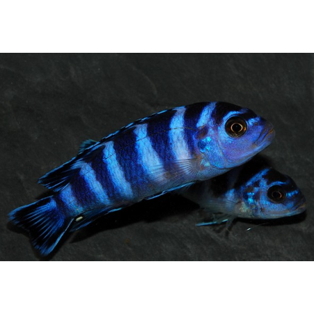 Pseudotropheus demasoni, Pombo rocks 4-4,5 cm