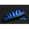 Pseudotropheus demasoni, Pombo rocks 4-4,5 cm