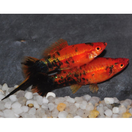 Xiphophorus helleri (Xipho) rouge-noir (forme berlinoise)3,5 cm
