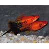 Xiphophorus helleri (Xipho) rouge-noir (forme berlinoise)3,5 cm