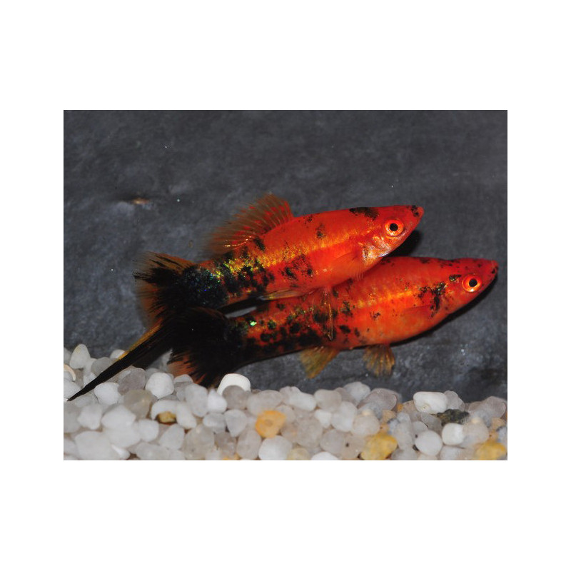 Xiphophorus helleri (Xipho) rouge - noir (forme berlinoise) 4-4,5cm