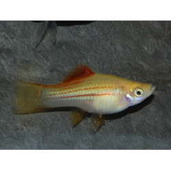 Xiphophorus helleri (Xipho) jaune 4-4,5 cm