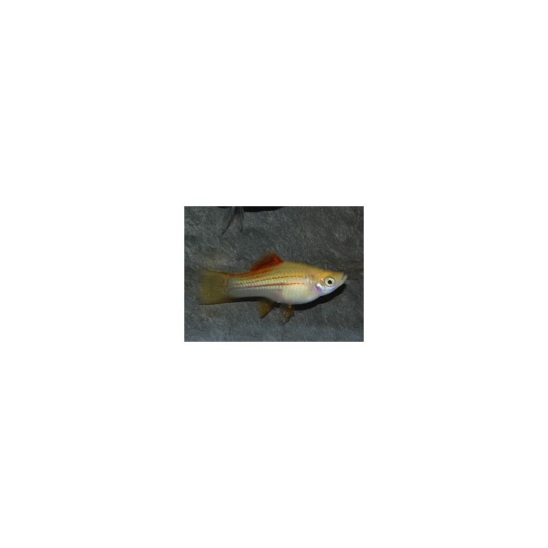 Xiphophorus helleri (Xipho) jaune 4-4,5 cm