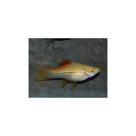 Xiphophorus helleri (Xipho) jaune 4-4,5 cm