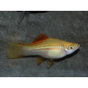 Xiphophorus helleri (Xipho) jaune 4-4,5 cm
