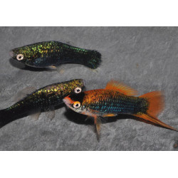 Xiphophorus helleri (Xipho) noir 5-5,5 cm