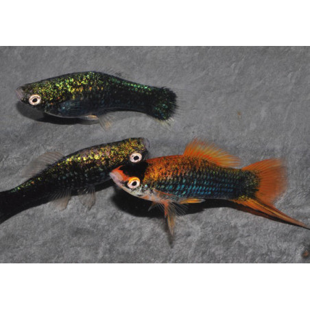 Xiphophorus helleri (Xipho) noir 5-5,5 cm