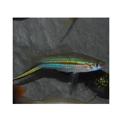 Xiphophorus helleri (Xipho) vert 3,5 cm