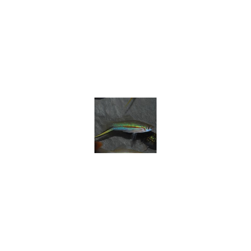 Xiphophorus helleri (Xipho) vert 3,5 cm