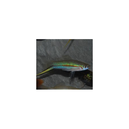 Xiphophorus helleri (Xipho) vert 3,5 cm
