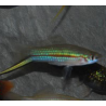 Xiphophorus helleri (Xipho) vert 3,5 cm