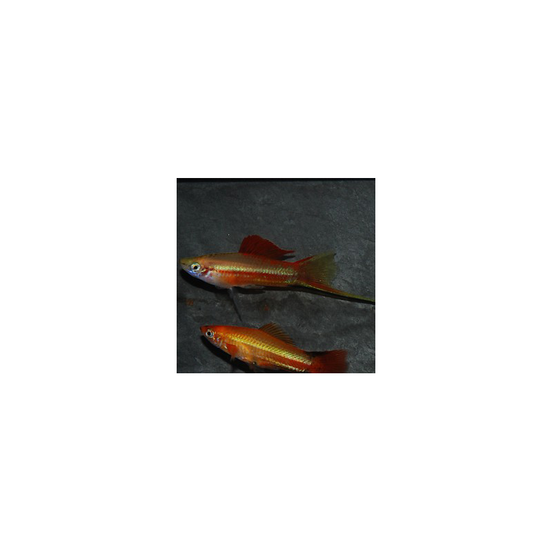 Xiphophorus helleri (Xipho) vert à dos rouge 4-4,5 cm