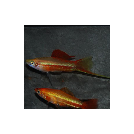 Xiphophorus helleri (Xipho) vert à dos rouge 4-4,5 cm