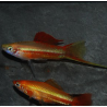 Xiphophorus helleri (Xipho) vert à dos rouge 4-4,5 cm