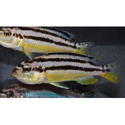 Melanochromis auratus 4-4,5 cm