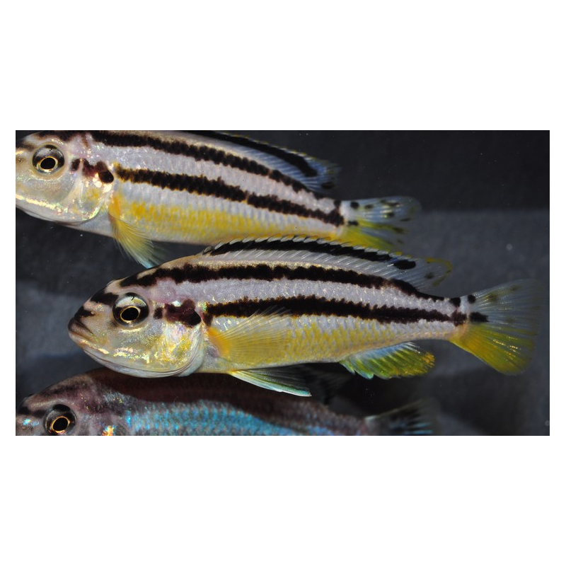 Melanochromis auratus 4-4,5 cm