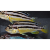 Melanochromis auratus 4-4,5 cm