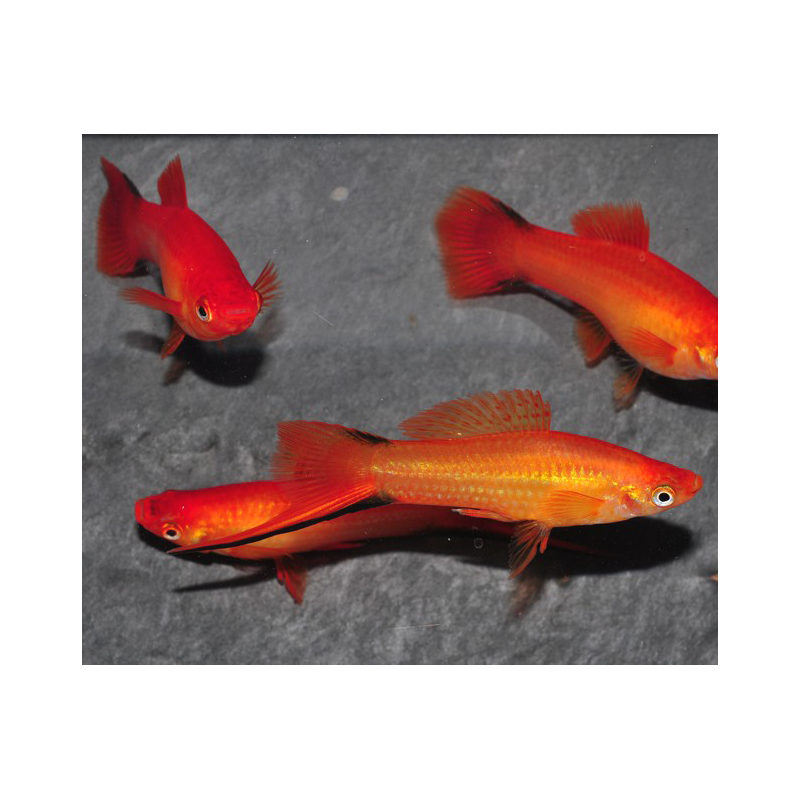 Xiphophorus helleri (Xipho) rouge 5-5,5 cm