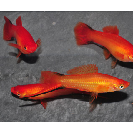 Xiphophorus helleri (Xipho) rouge 5-5,5 cm