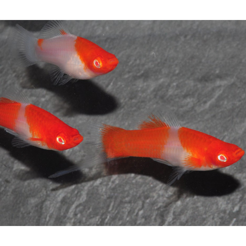 Xiphophorus helleri (Xipho) Albinos-Kohaku 5-5,5 cm