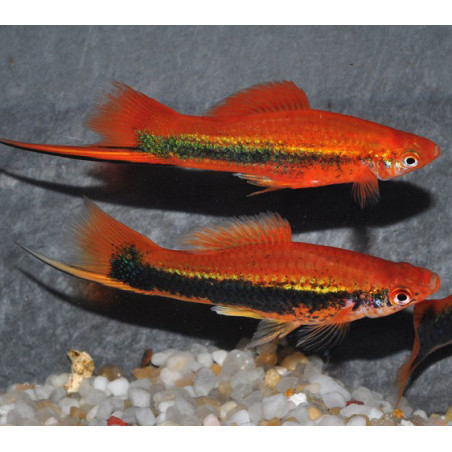 Xiphophorus helleri (Xipho) tuxedo 4-4,5 cm