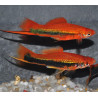 Xiphophorus helleri (Xipho) tuxedo 4-4,5 cm