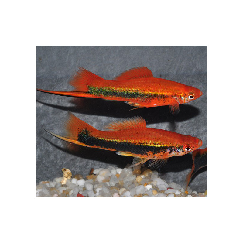 Xiphophorus helleri (Xipho) tuxedo 5-5,5 cm