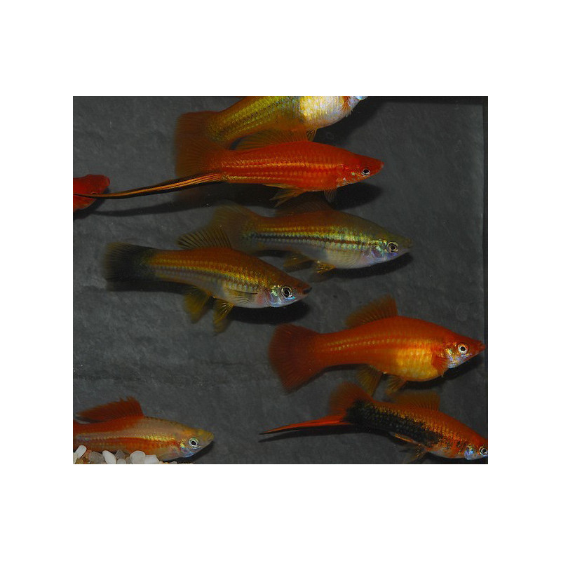 Xiphophorus helleri (Xipho) varié 4-4,5 cm