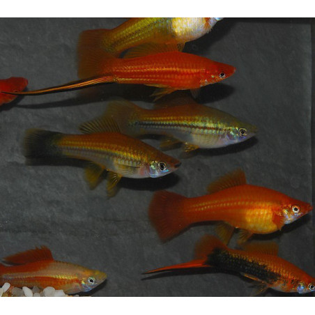 Xiphophorus helleri (Xipho) varié 4-4,5 cm