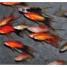 Xiphophorus helleri (Xipho) lyre varié 4-4.5 cm
