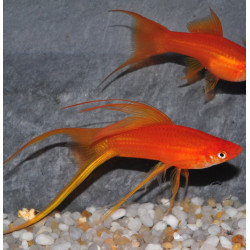 Xiphophorus helleri (Xipho) rouge corail Voile Show 4-4,5 cm