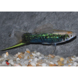 Xiphophorus helleri (Xipho) vert tuxedo 4-4,5 cm