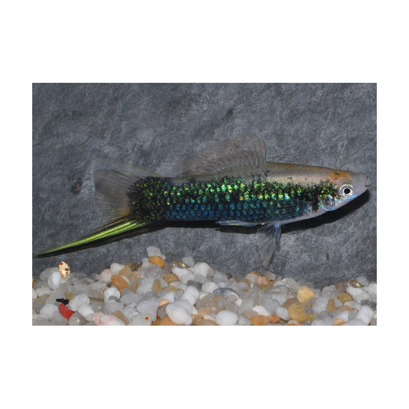 Xiphophorus helleri (Xipho) vert tuxedo 4-4,5 cm