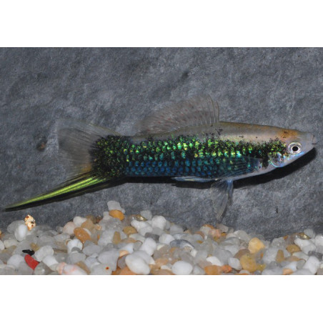 Xiphophorus helleri (Xipho) vert tuxedo 4-4,5 cm