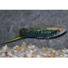 Xiphophorus helleri (Xipho) vert tuxedo 4-4,5 cm