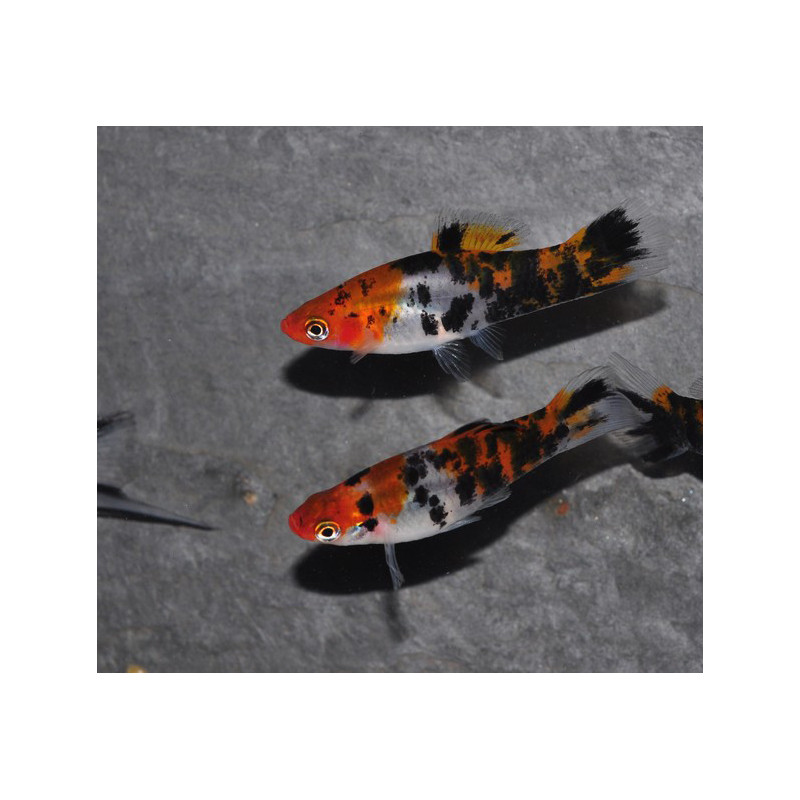 Xiphophorus helleri (Xipho) tricolor showa 4-4,5 cm