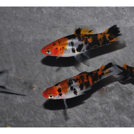 Xiphophorus helleri (Xipho) tricolor showa 4-4,5 cm